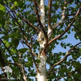 Берёза Эрмана Вайт Чоколат