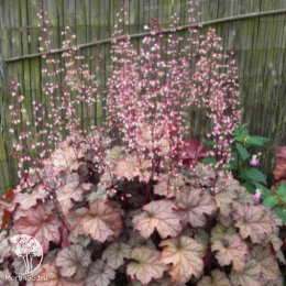 Гейхера Пино Грис