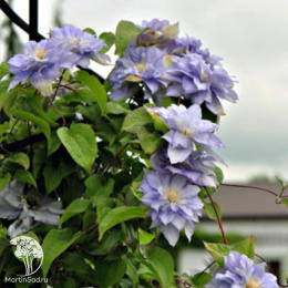 Клематис махровый Мазуры Кратер Лейк