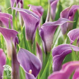 Калла Аметист