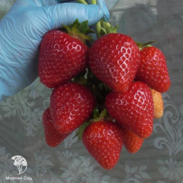 Земляника садовая Моллинг Сентчери