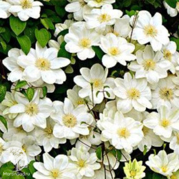 Клематис Дженси Крим