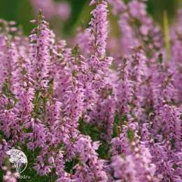 Иссоп лекарственный розовый