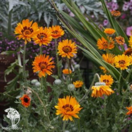 Венидиум Амаретто