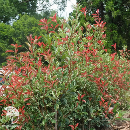 Фотиния Фразера Пинк Марбл