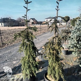 Ель обыкновенная Инверса