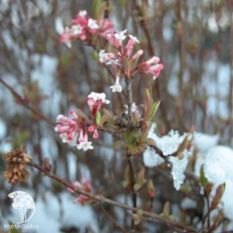 Калина фаррера Нанум на штамбе