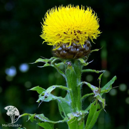 Василек Золотисто-желтый, крупноголовчатый, многол.