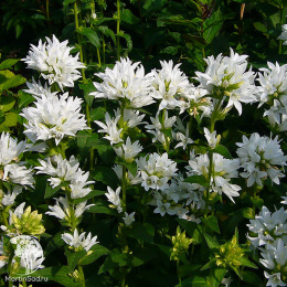 Колокольчик скученный Альба