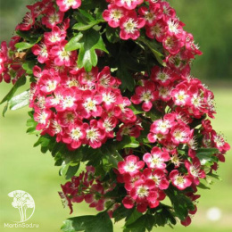 Боярышник обыкновенный Кримсон Клауд