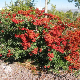 Пираканта Мохави