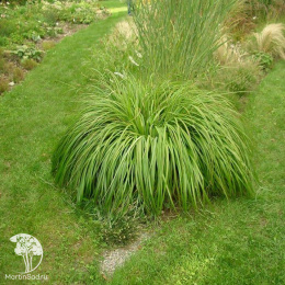 Пеннисетум лисохвостный Нэшнл Арборетум