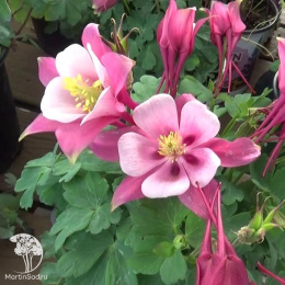 Аквилегия Розовая Королева ( гибридная)