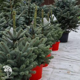 Ель голубая новогодняя Супер Блю в горшке