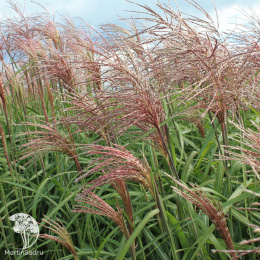  Мискантус китайский Фламинго