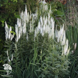 Вероника длиннолистная Шарлотт