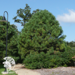 Сосна жёлтая Пондероза в контейнере