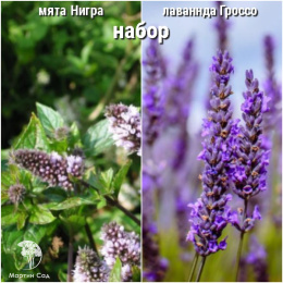 Набор для чая мята Нигра + лаванда Гроссо