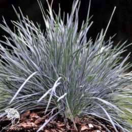 Колерия сизая Кулио