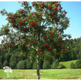 Рябина Арнольда Вермилион