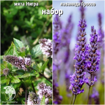 Фото Набор для чая мята Нигра + лаванда Гроссо