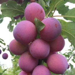 Слива гибрид Империал + Шарафуга (слива х персик х абрикос)