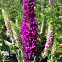 Вероника Атомик Ред Рэй