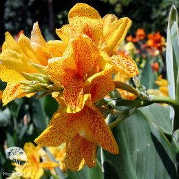 Канна Йелоу Хамберт