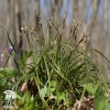 Carex digitata Осока пальчатая фото 1 