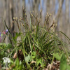 Carex digitata Осока пальчатая фото 1 
