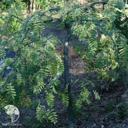 Рябина обыкновенная Пендула Вариегата на штамбе