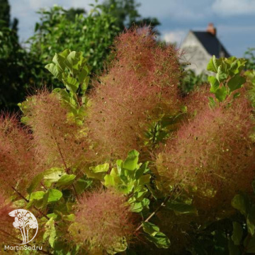 Фото Скумпия кожевенная Лемон Леди