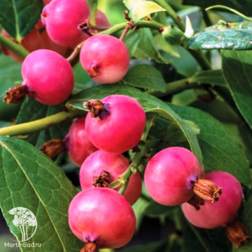 Фото Голубика высокорослая Пинк Попкорн