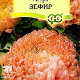 Астра Зефир, однолетняя (пионовидная, нежно-розовая) 