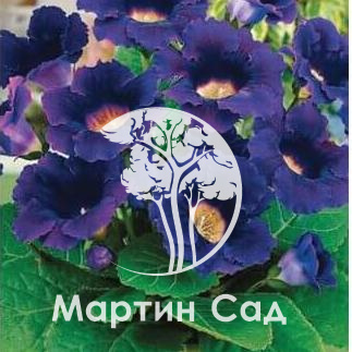 Глоксиния Аванти синяя F1 Саката серия Эксклюзив в Москве