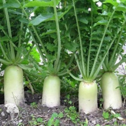 Дайкон Московский богатырь