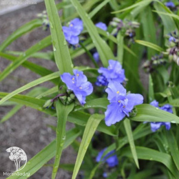 Традесканция Керулеа Плена