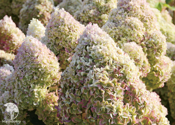 Фото Гортензия метельчатая Диамантино