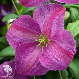 Клематис Мазурек