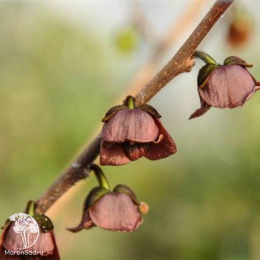 Азимина трехлопастная Оверлеис