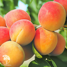 Абрикос Цезарь