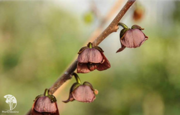 Фото Азимина трехлопастная Оверлеис