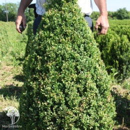 Самшит вечнозеленый Зеленая Гора