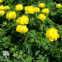 Купальница европейская