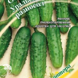 Огурец Уральский разносол