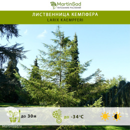 Лиственница Кемпфера