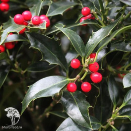 Падуб остролистный Аляска