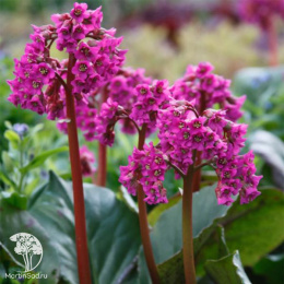 Бадан сердцелистный Пурпуреа