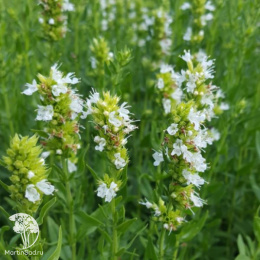 Иссоп лекарственный Нектар Уайт