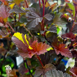 Пузыреплодник калинолистный Саламандра